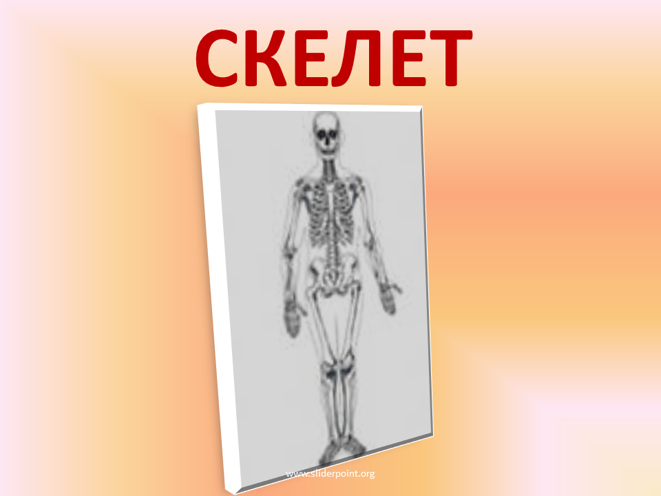 Биология скелет. Скелет человека 8 класс биология. Скелет человека по биологии 8 класс. Скелет человека презентация. Скелет для презентации.