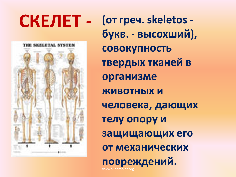 Скелет 8 класс биология презентация