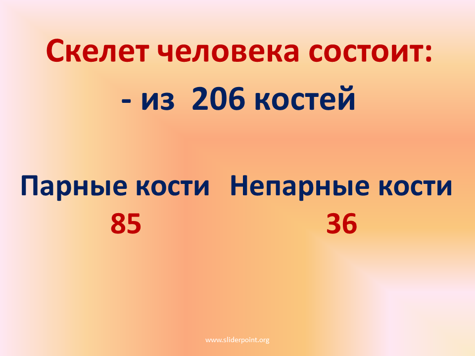 Непарные кости. Непарные кости скелета человека. Парные инепарные крсти. Парные и непарные кости. Парные и непарные кости скелета человека.