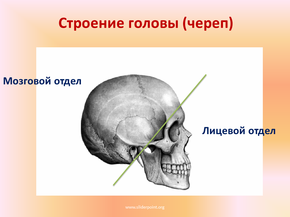 Мозговые кости человека. Кости черепа мозговой отдел и лицевой отдел. Строение черепа мозговой отдел черепа. Скелет головы мозговой отдел черепа. Череп строение мозговой отдел лицевой отдел.