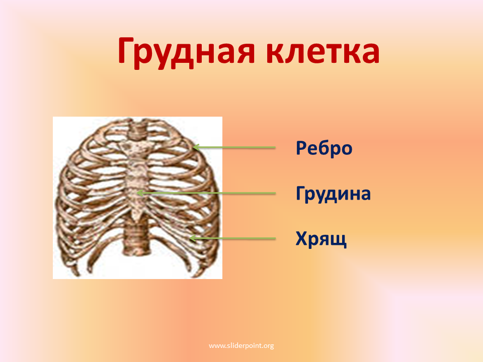 Грудная клетка входит в состав скелета. Грудина скелет строение. Грудная клетка человека строение. Скелет грудной клетки человека. Хрящевые ребра грудной клетки.