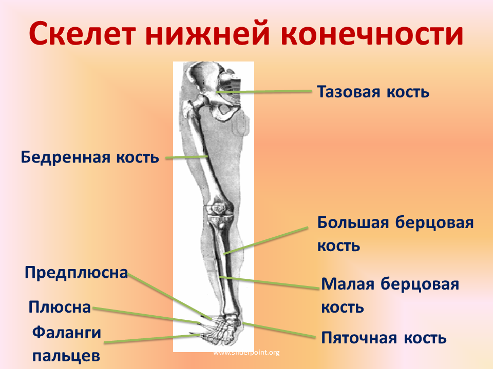 Строение нижней конечности. Строение скелета нижних конечностей человека анатомия. Конечности нижней конечности скелет состоит. Строение скелета нижней конечности (отделы и кости). Строение скелета нижней конечности анатомия.