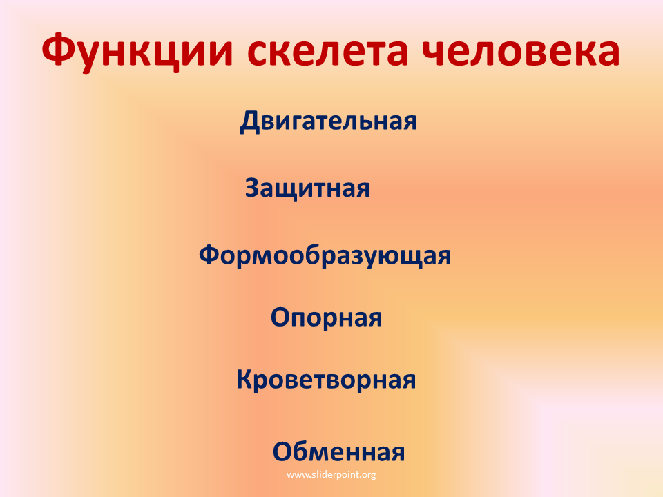 Функции скелета человека. Функции скелета. Функции функции скелета. Биологические функции скелета человека.